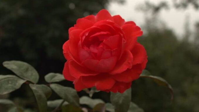 uploaded-image-hediye-paketleme-1698145837720